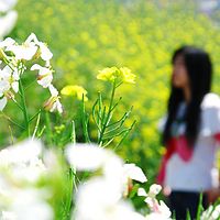 我看见杭州在春天里盛开
