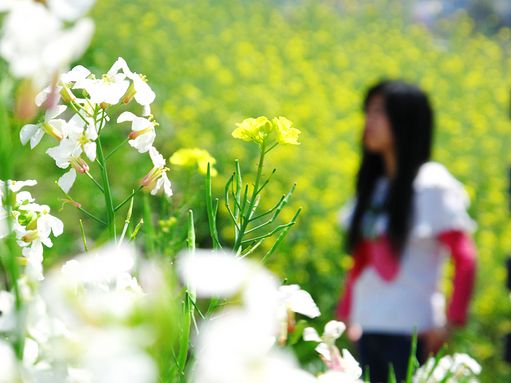 我看见杭州在春天里盛开