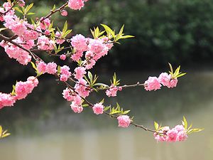 太湖樱花季